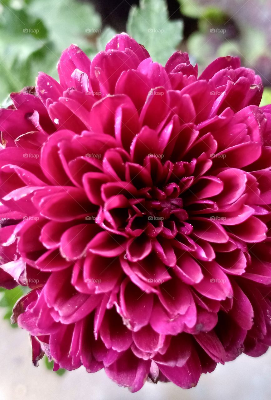 The element of strong color!