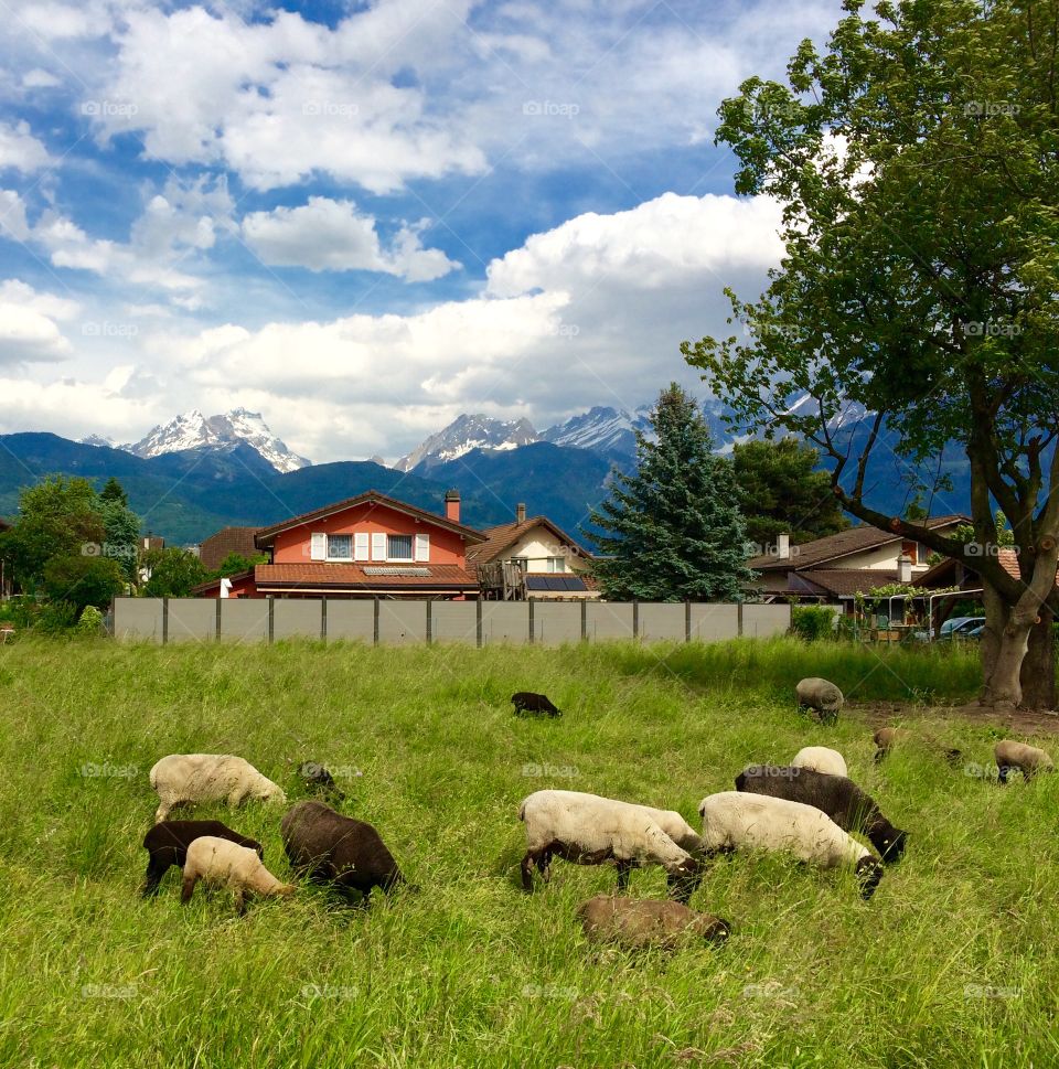 Suisse landscape