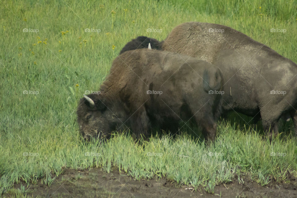 Bison in nature