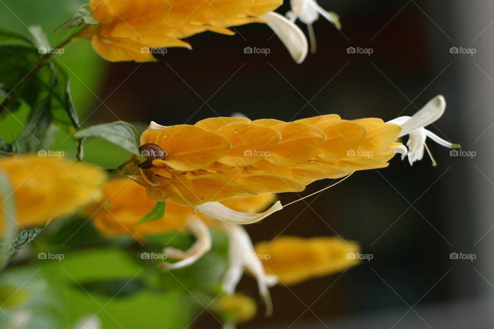 Insect on a Flower