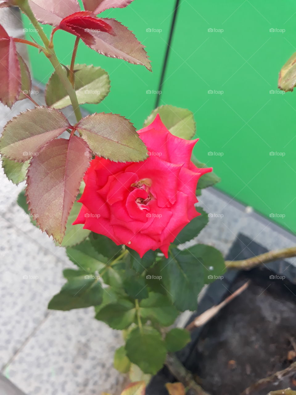 Ellipse rose
