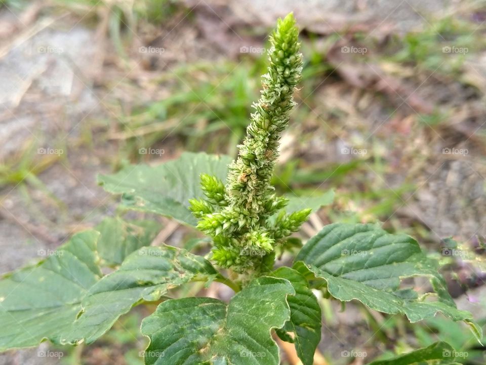 Spinach flower on the ground