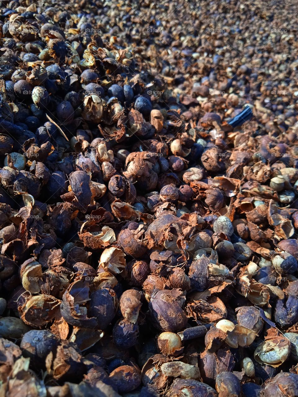 Process before it becomes coffee powder