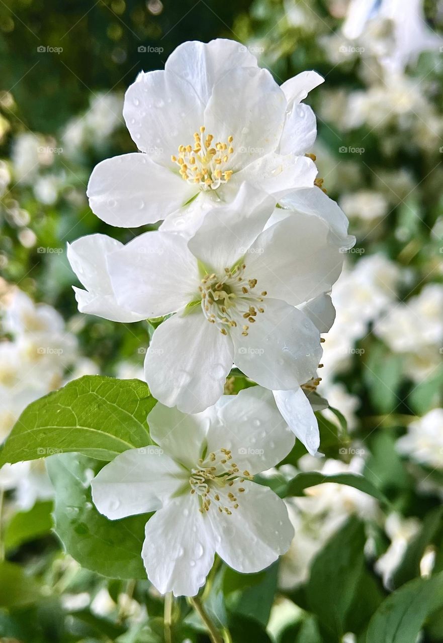 Delicate white jasmine flowers contrast with the rich green leaves. Raindrops, like pearls, hang neatly on petals and leaves, reflecting soft light and creating the illusion of radiance