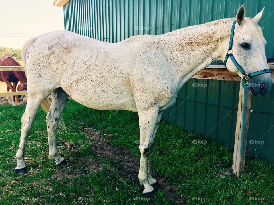My thoroughbred getting ready to relive his past racing wins. 