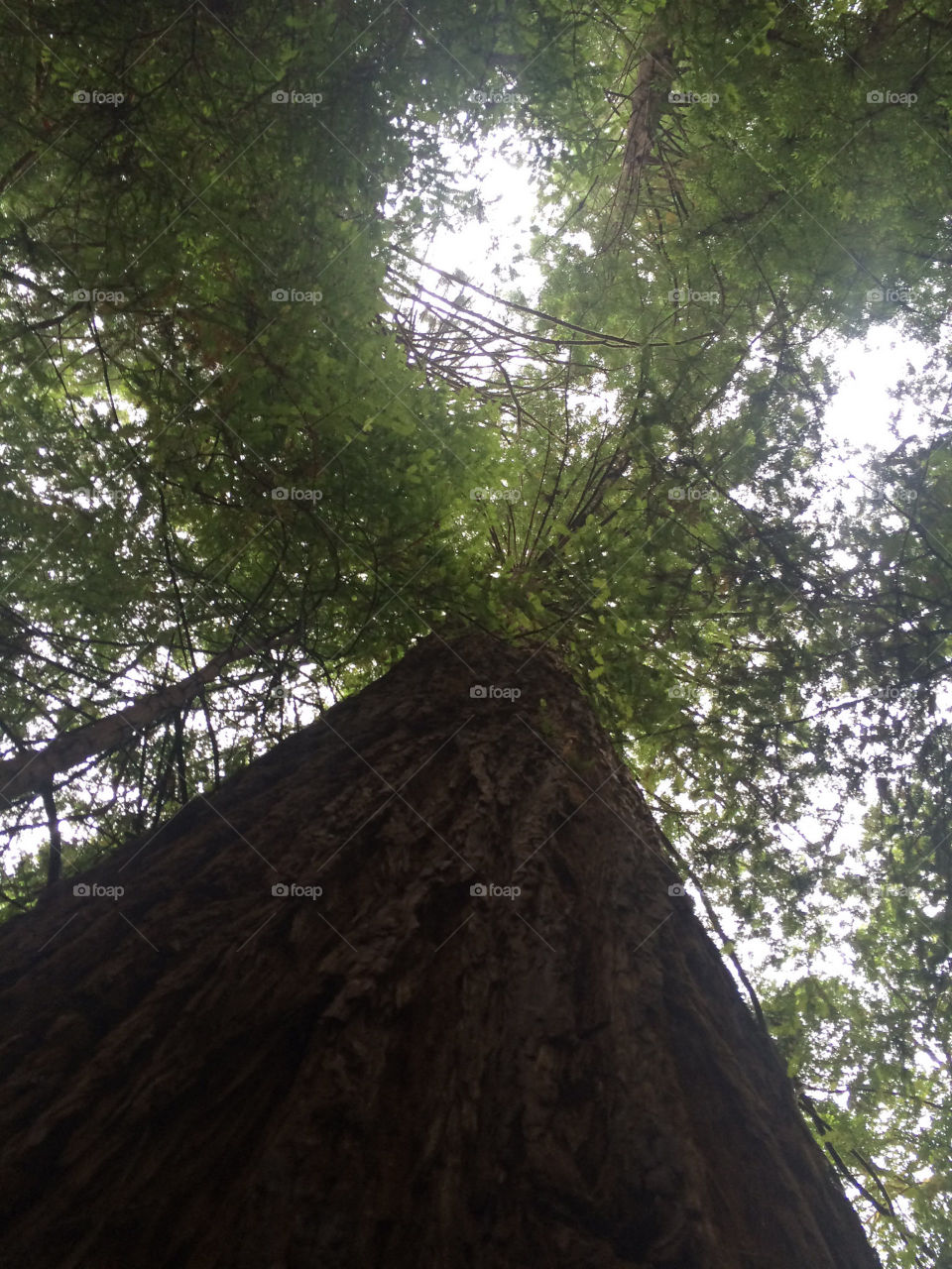 Coastal Redwoods