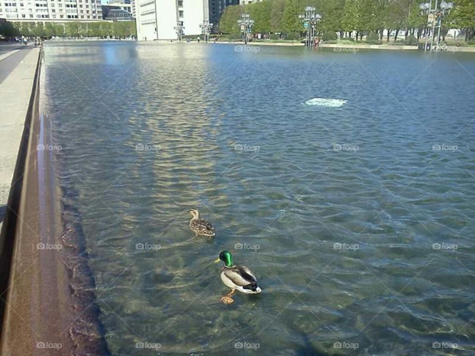 Ducks in Boston