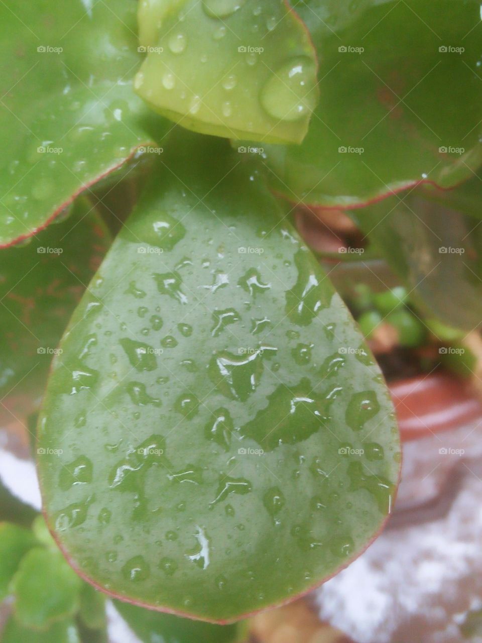 Beautiful droplets on a grewn leaves.