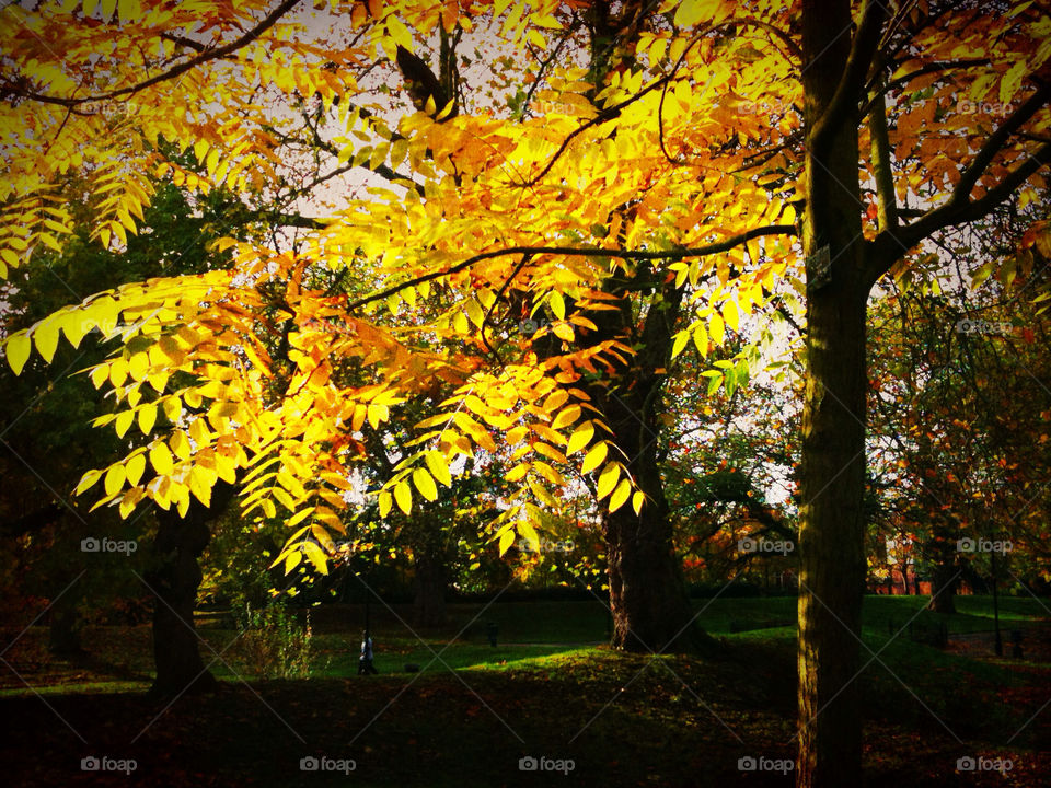 nature color trees leaves by fullenglish