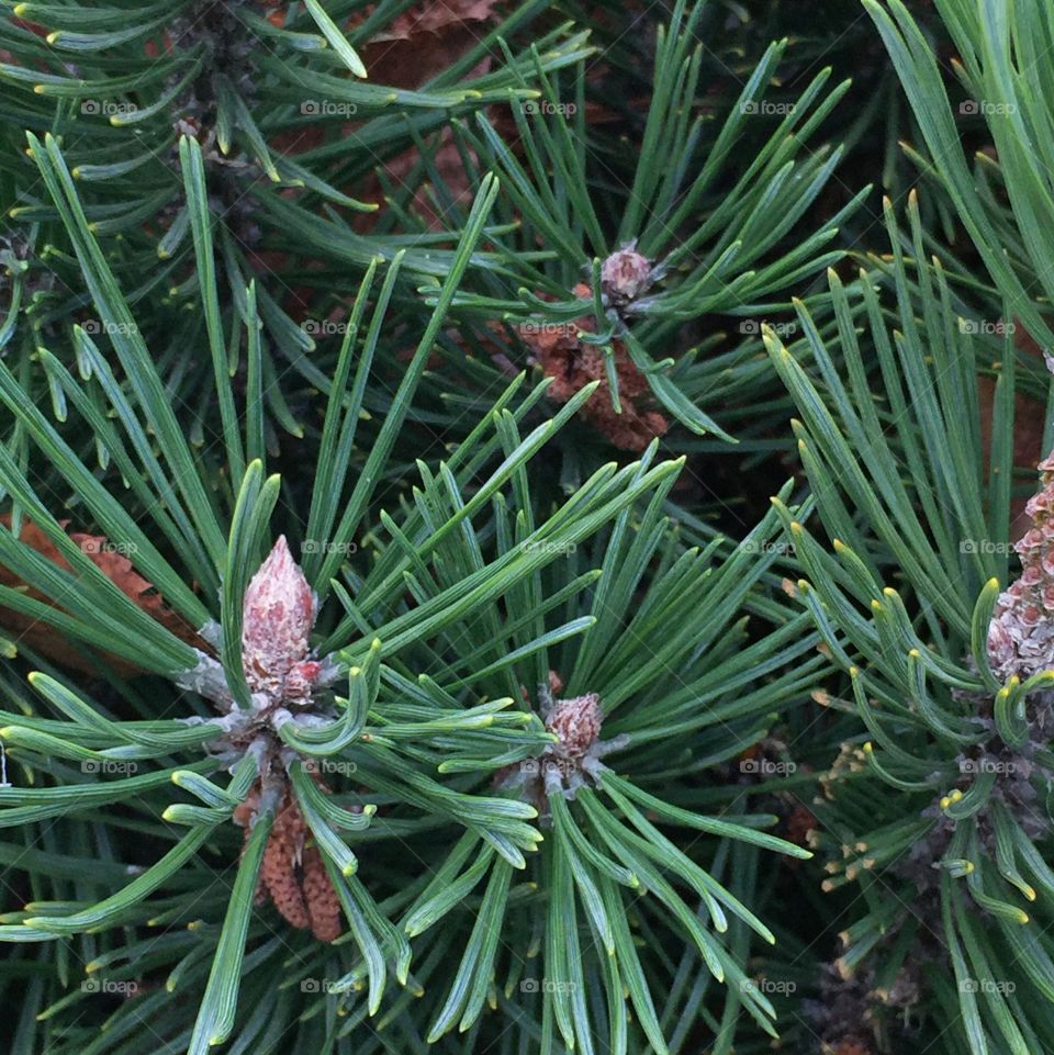 Mugo pine