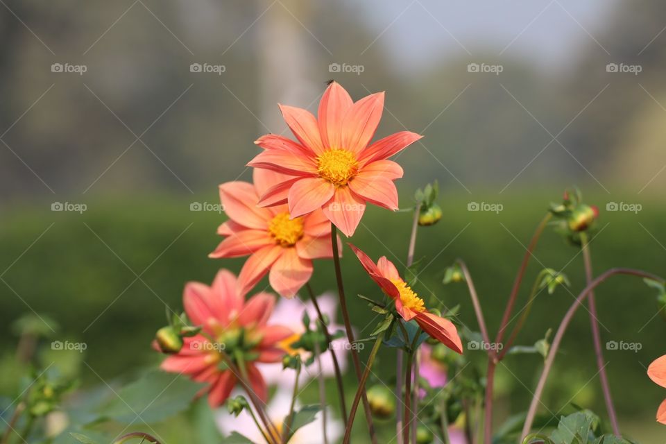 The colours of nature