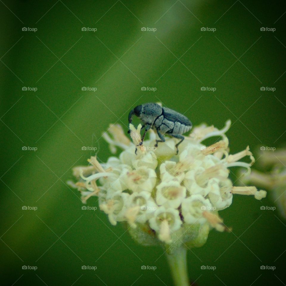 weevil