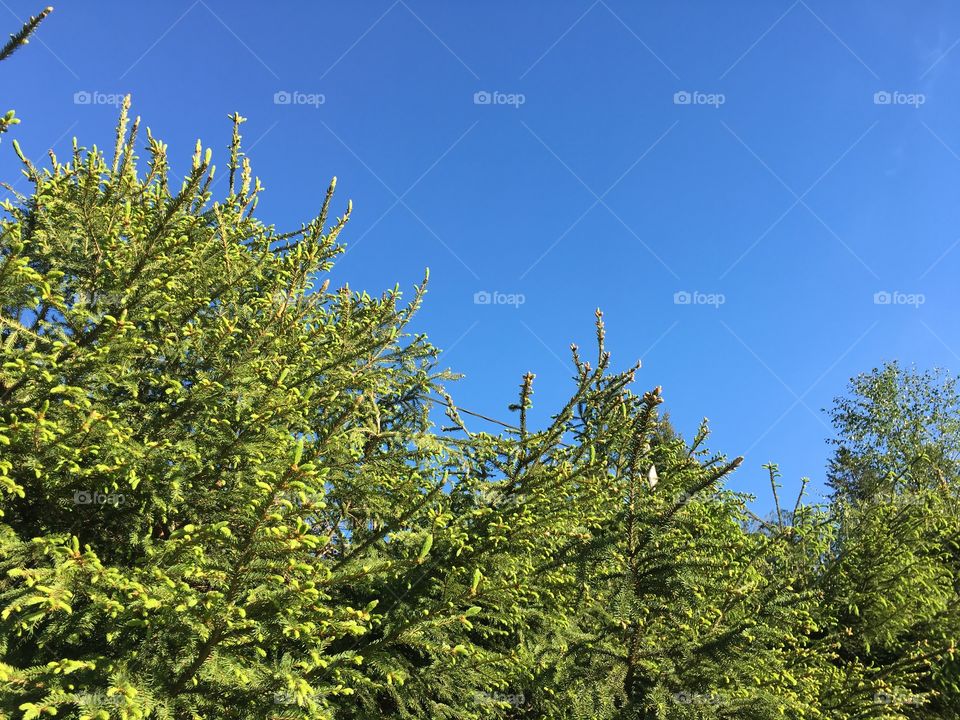 Blue sky above evergreen pine trees