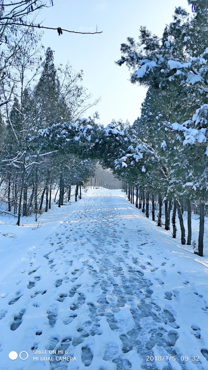 Snow, Winter, Cold, Frost, Weather