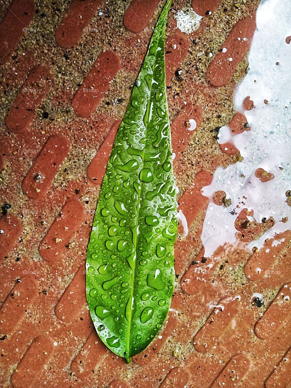 rain drop creat beauty on leaf