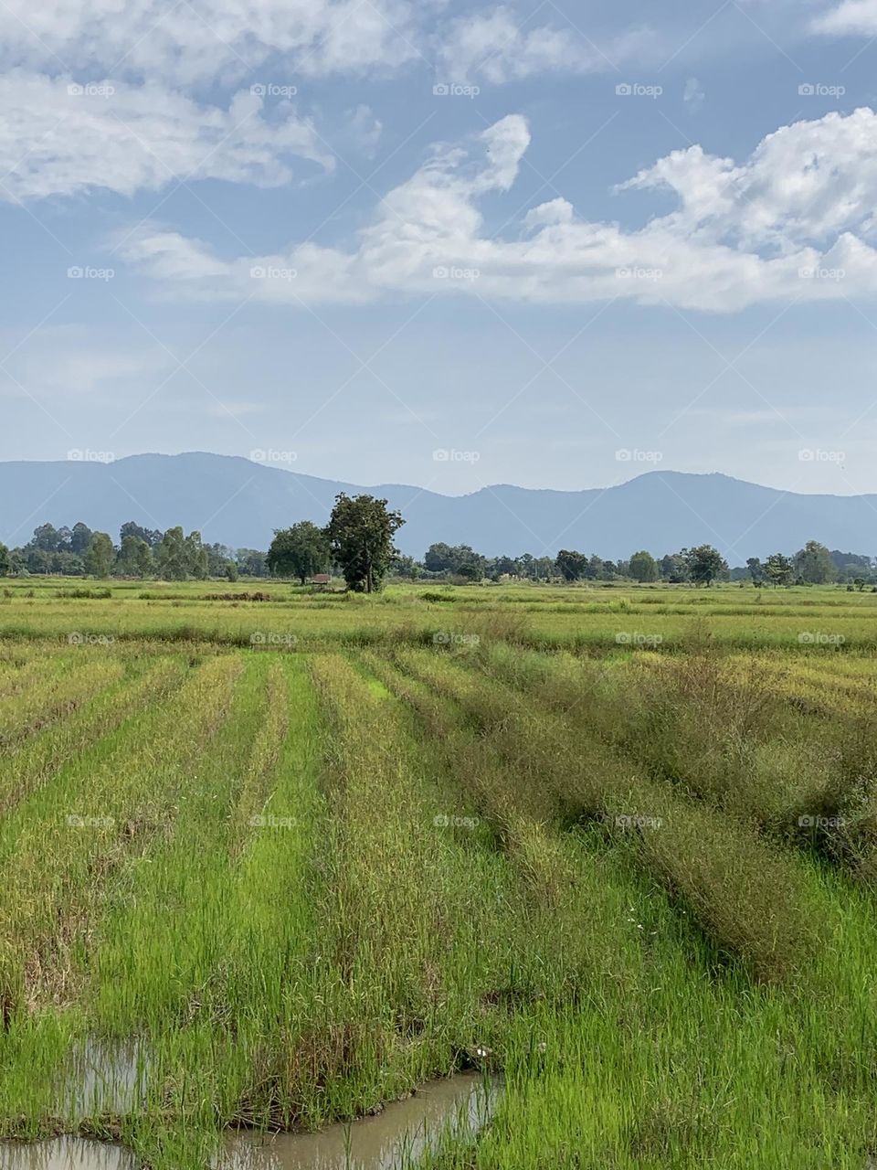 Something about December, Countryside (Thailand)