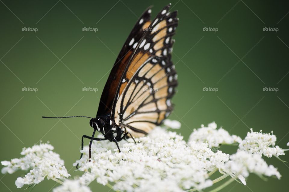 Monarch butterfly on white flowers 