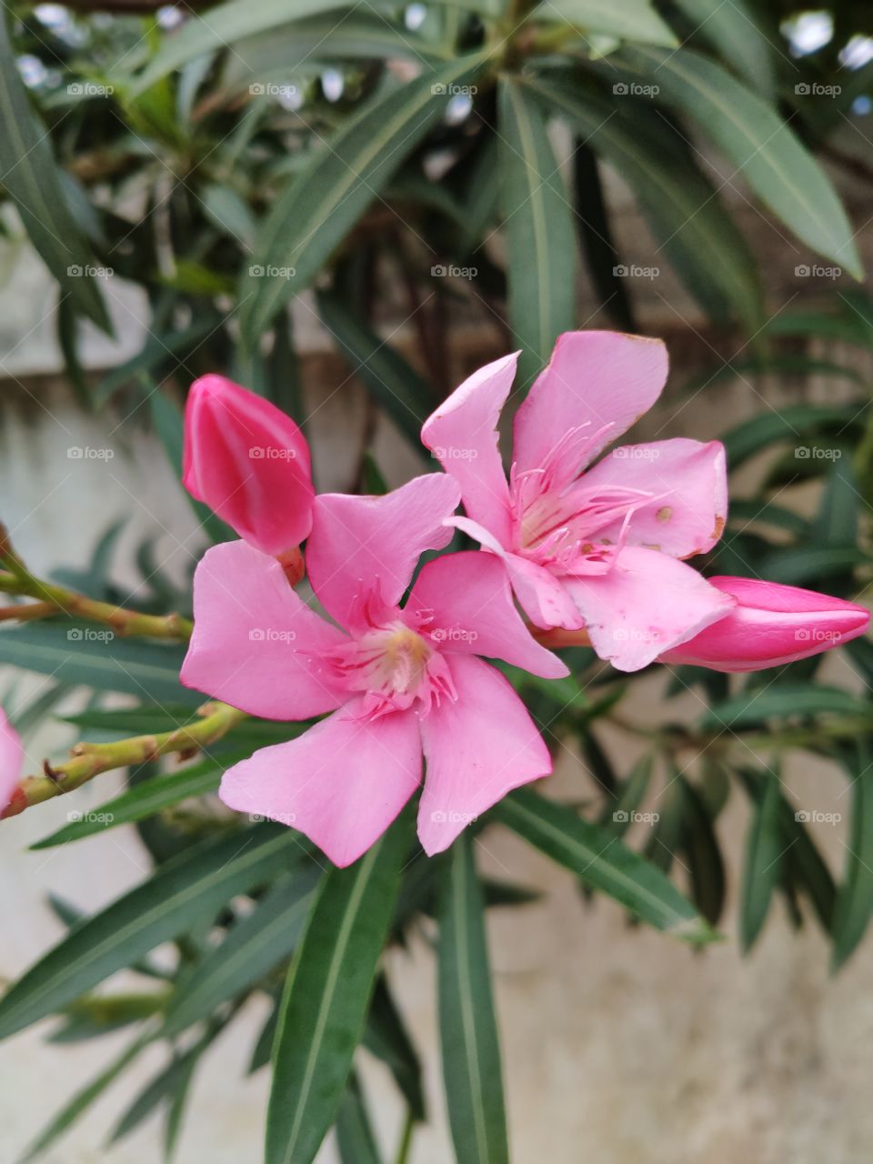 pink flowers