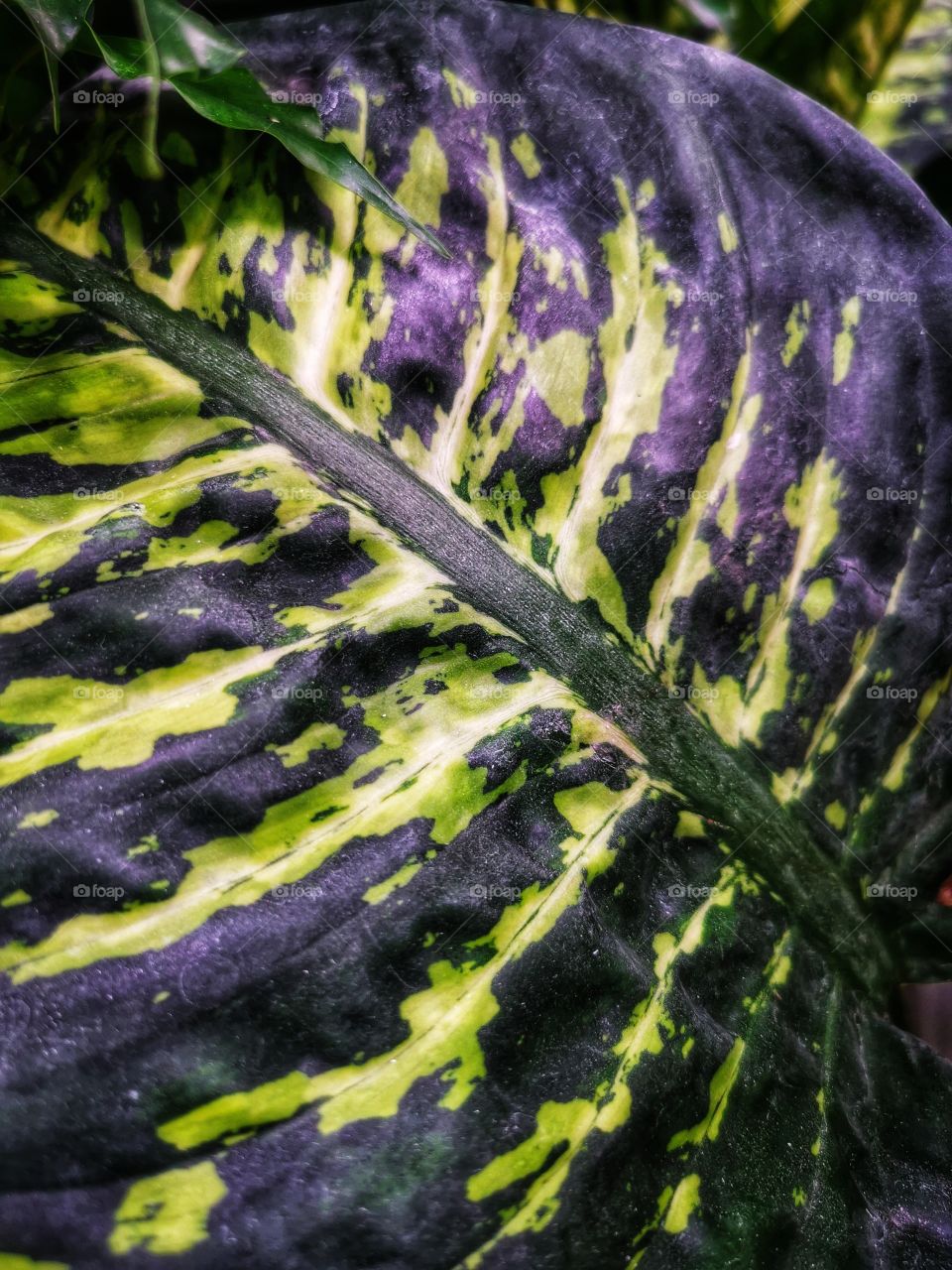 Color day outdoor nature greens wild street day