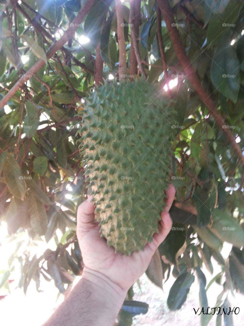 Soursop is a delicious fruit, big fruit for you end for my 😋
