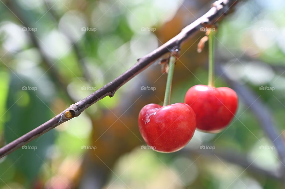Cherries on the branch 