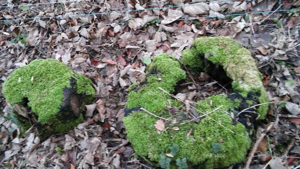 Moss On Tree Stumps