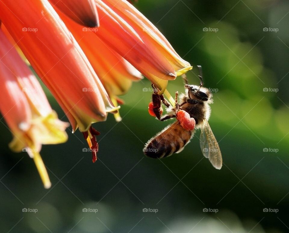 Wonder bee