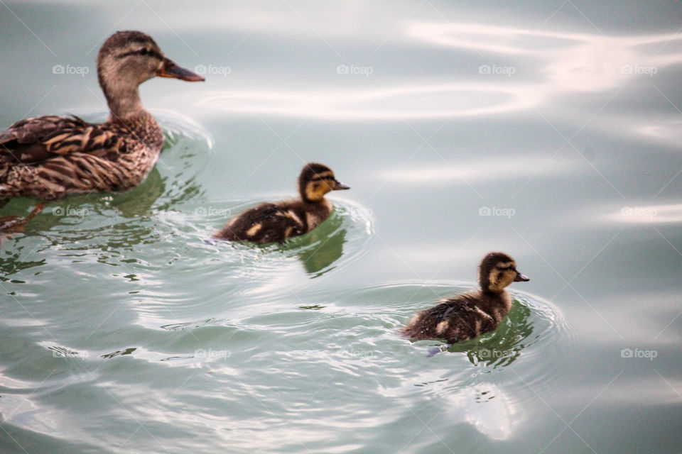 wild duck and small bird ducks