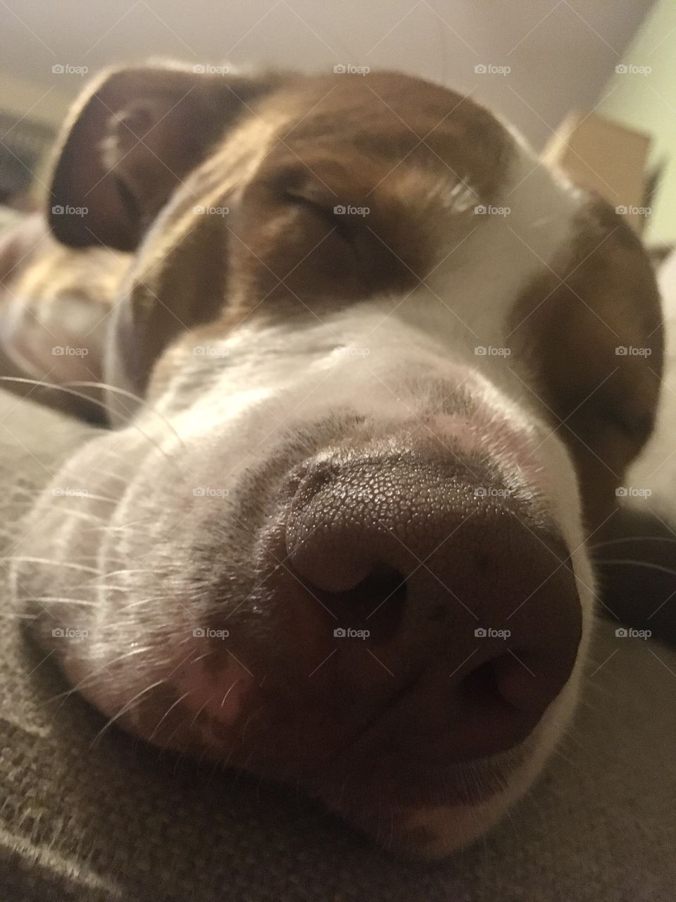 Close up of my furry bff rescue pitbull dog sleeping
