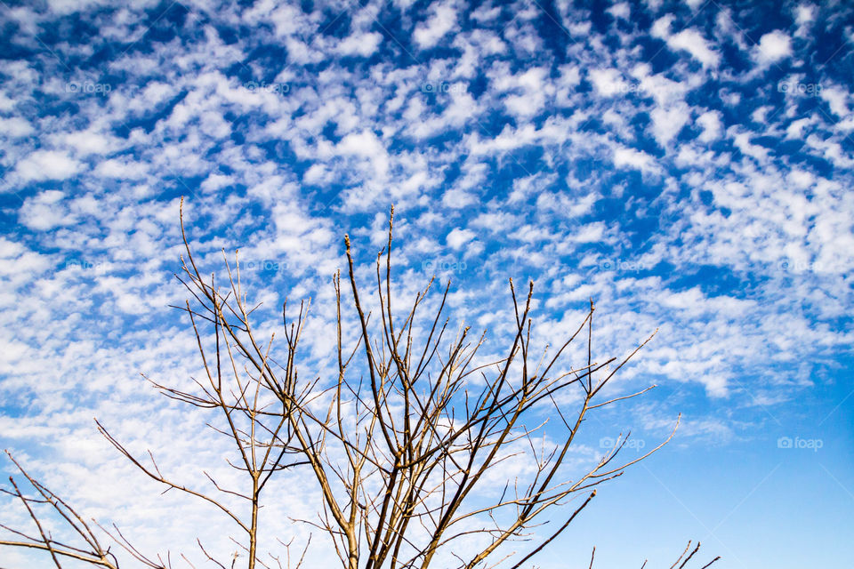 Low angle view of bare tree