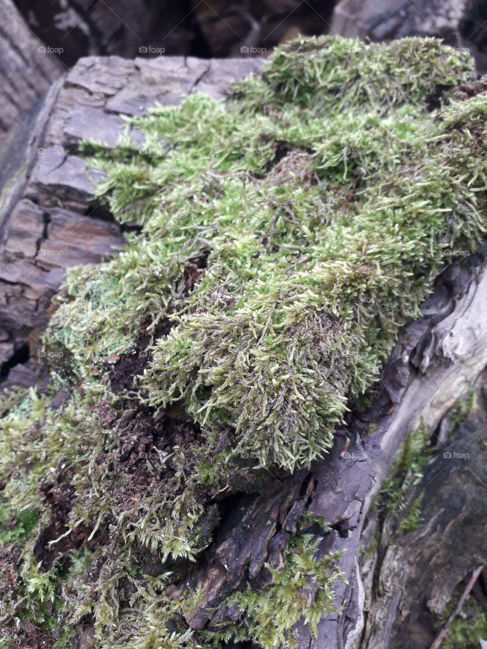 green  moss covering old logs of willow trees