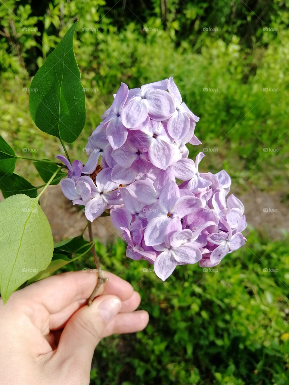 Flower purple lilac
