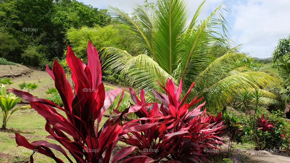 Caribbean plants