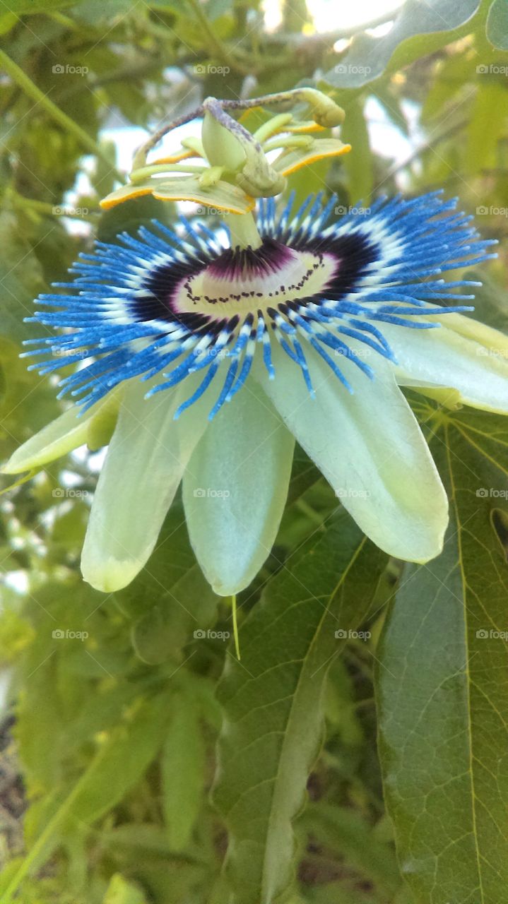Passion flower.