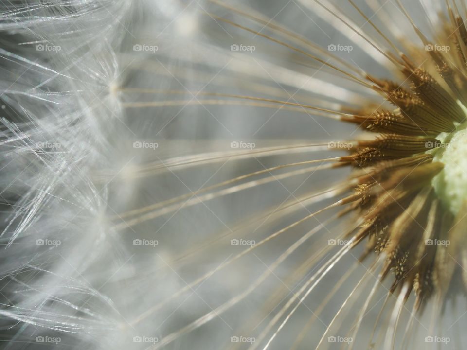 Close up of dandelion