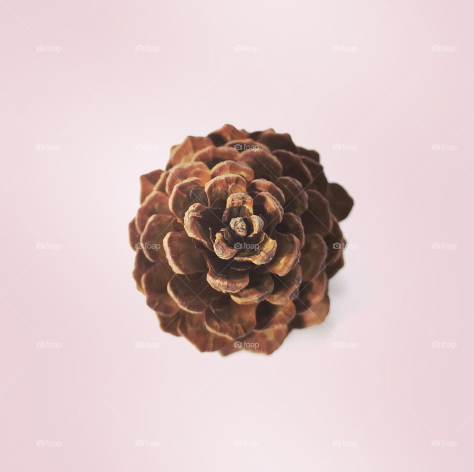 Top view of pine cones 