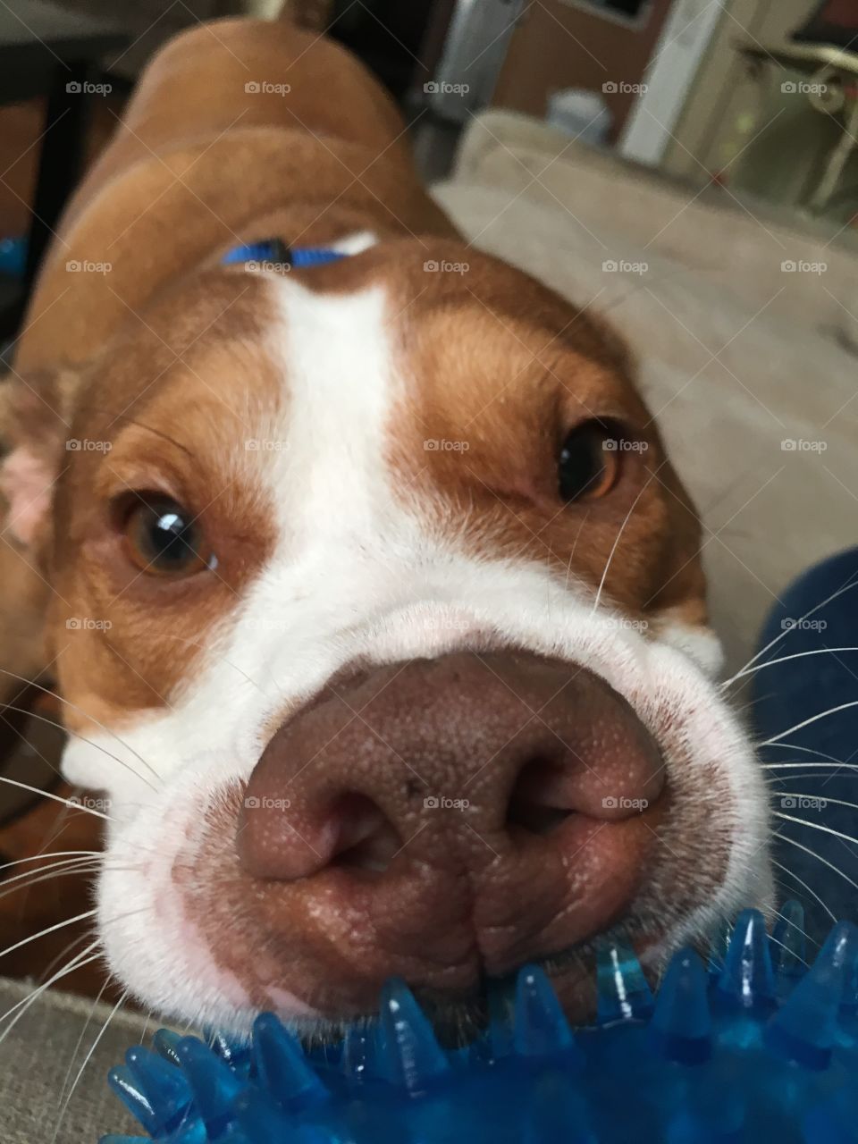 Close up of a beautiful rescue pitbull dog 