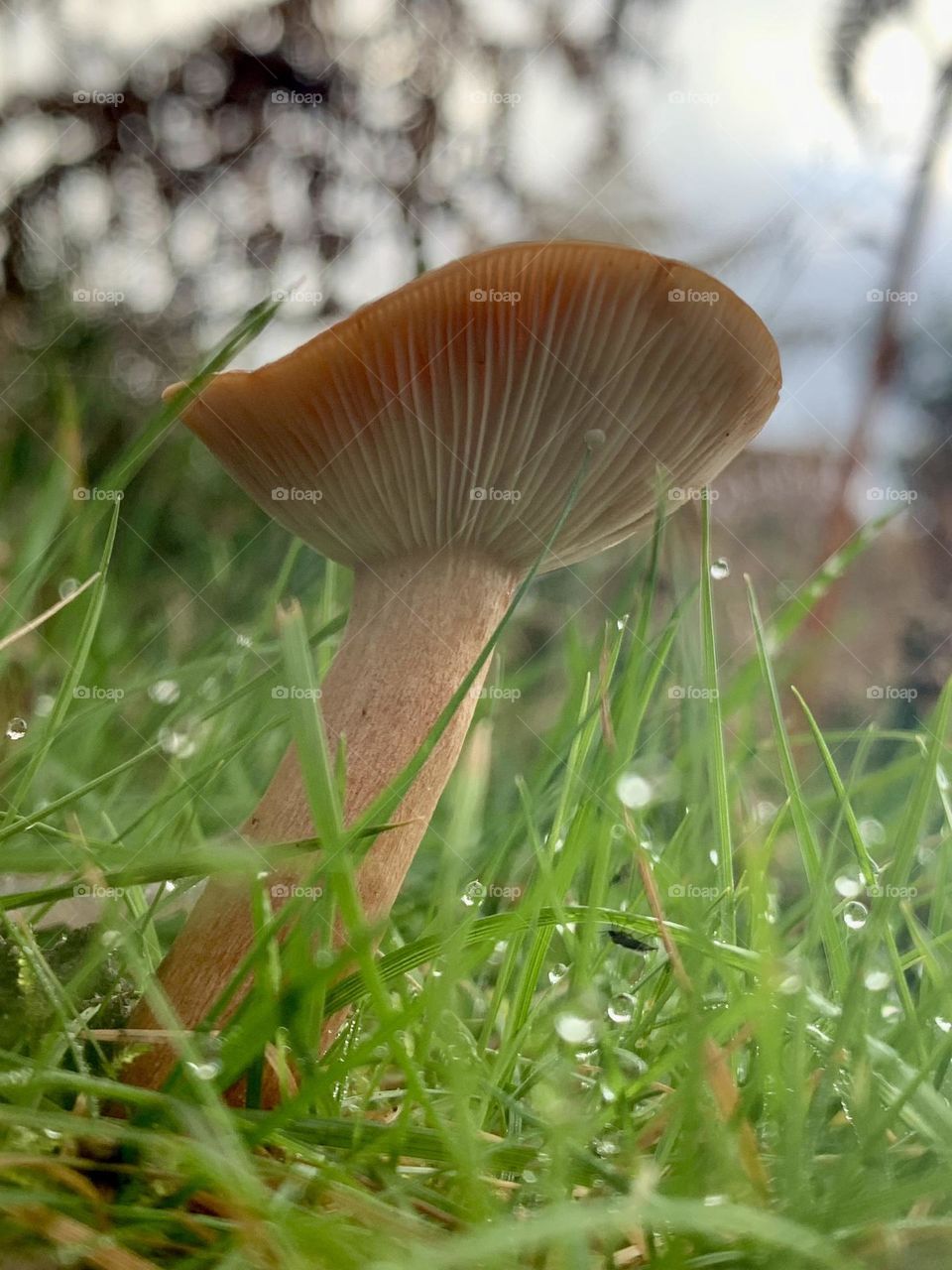 Fungi growth from the wet green grass