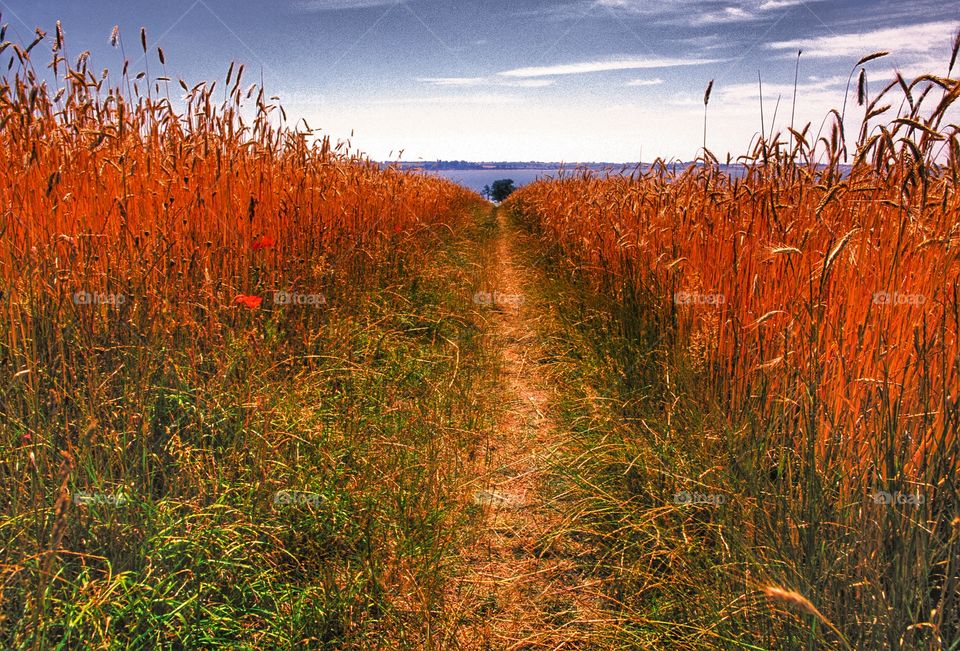 Crops. Wheat field 