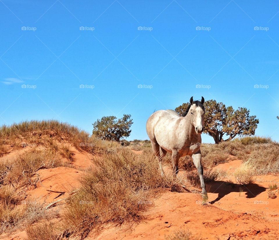 Wild horse in Utah