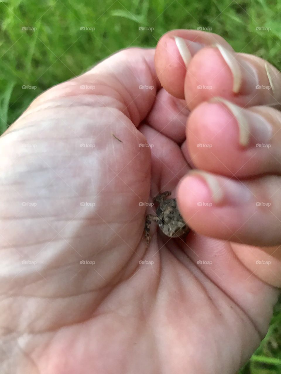 A hand holding the tiniest little toad who was hopping through the grass. 