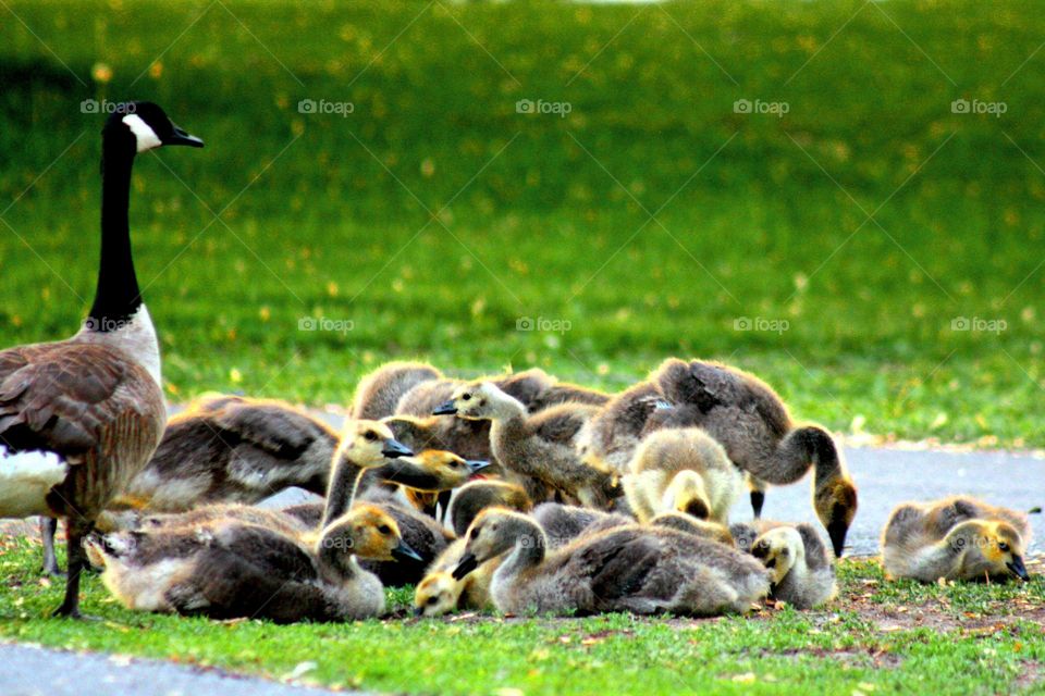 Canada geese