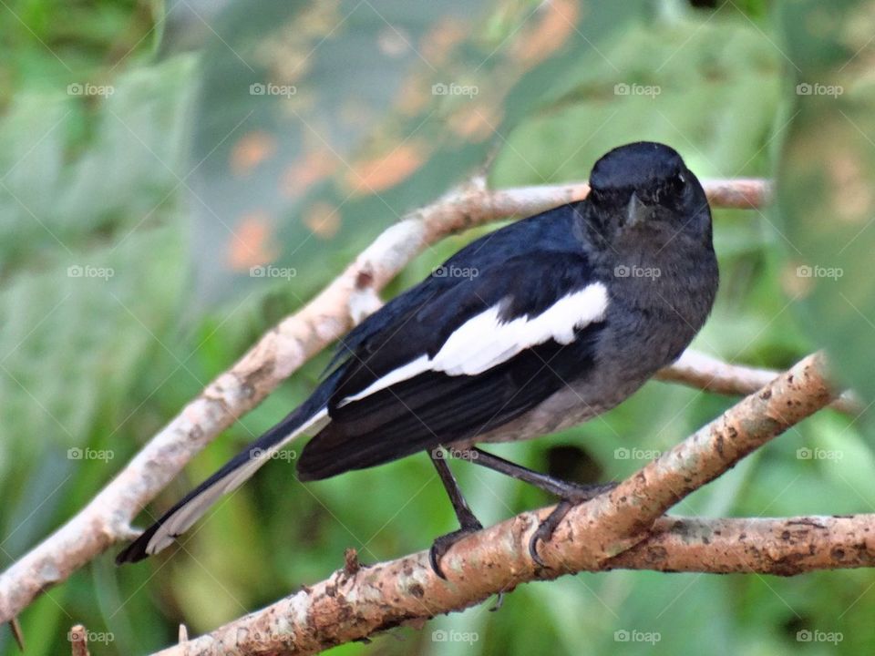 Magpie robin