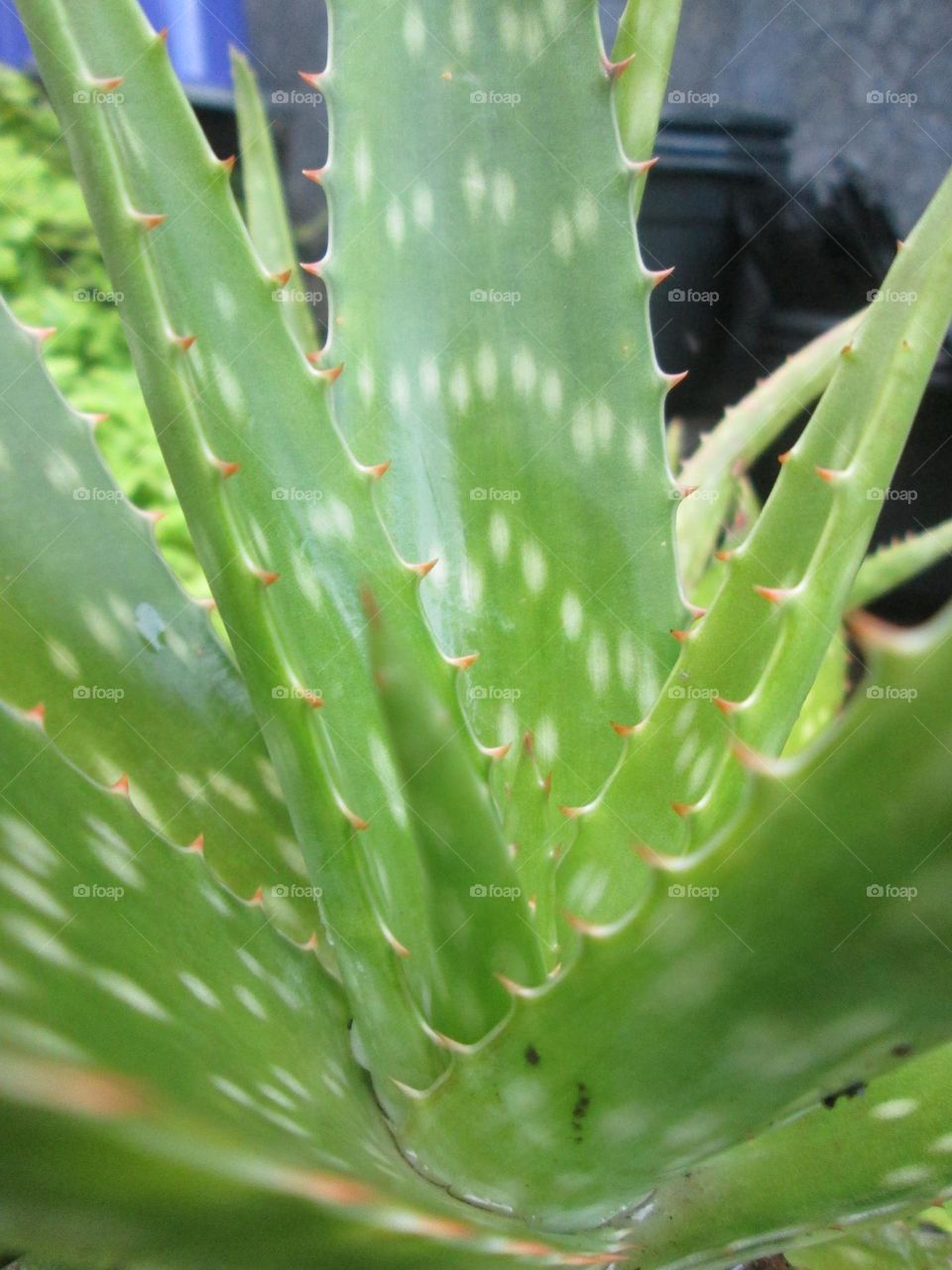 aloevera