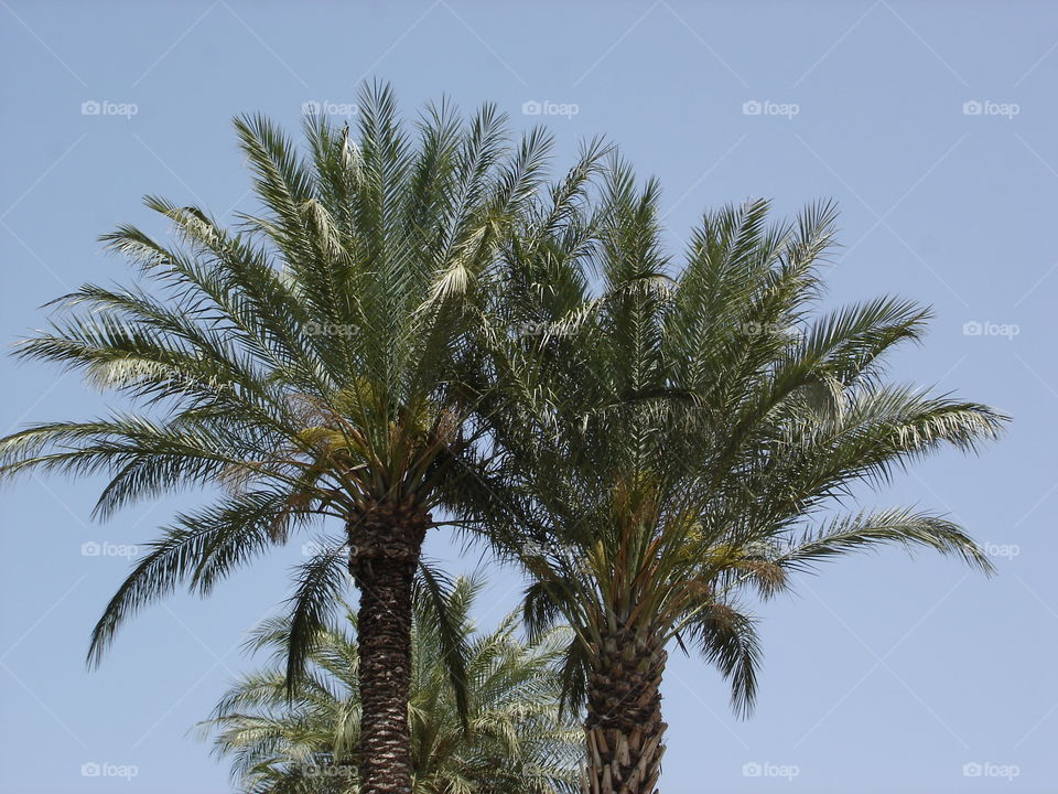 Two Palms