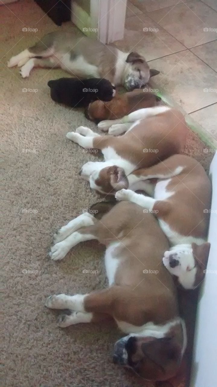 rescue pups