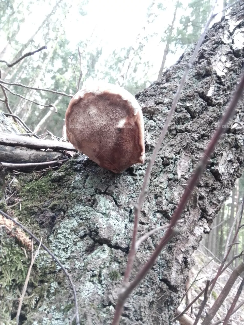 choroš
