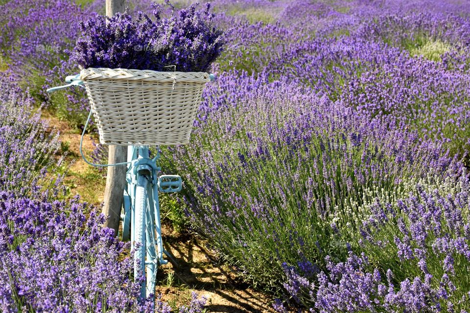 Lavender bicycle