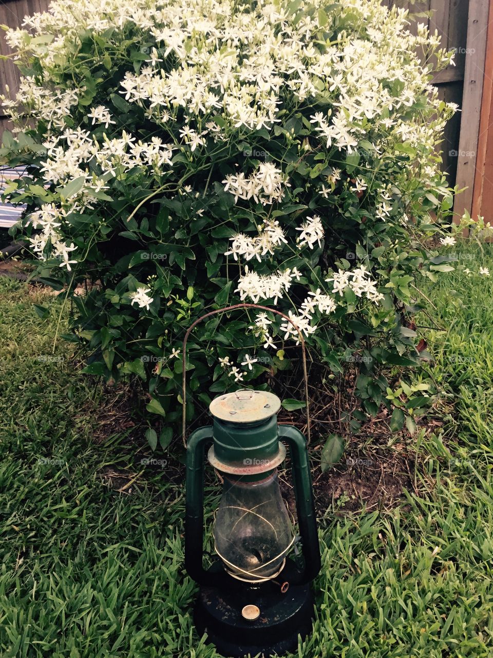 A white honeysuckle bush with a gas lantern in front of it, giving it a rustic look. 