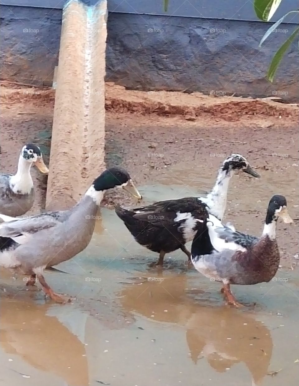 ducks 🦆🦆🦆🦆